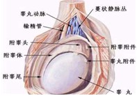 怎么治疗尿路感染？